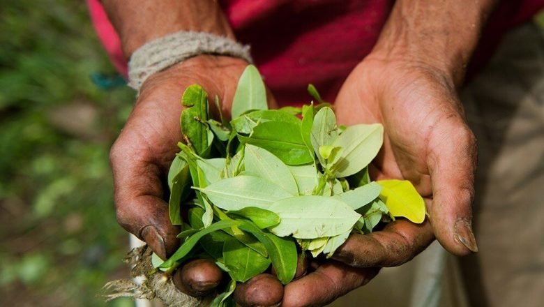 Petro anuncia cumbre con Ecuador en 2025 para prevenir creciente demanda de cocaína en China e India