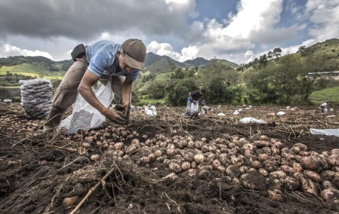 Precios del productor crecieron 0,76% en agosto