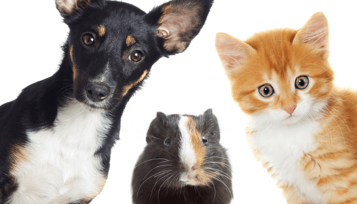Barranquilla, comprometida por bienestar animal