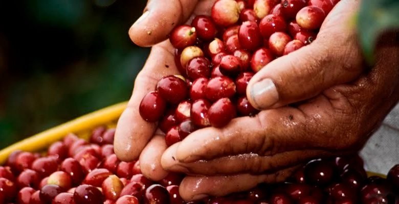 Gobierno anuncia recursos por $ 15 mil millones para apoyar a 5 mil cafeteros