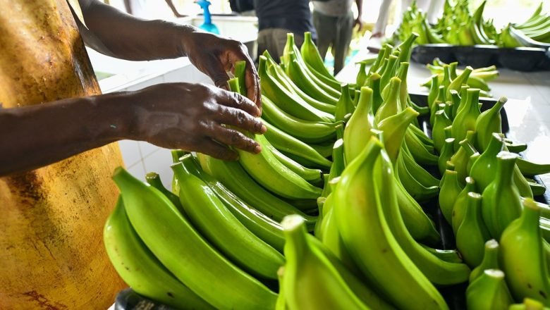 Exportaciones del campo continúan creciendo: en septiembre aumentaron 24,7% en valor y 23,4% en volumen
