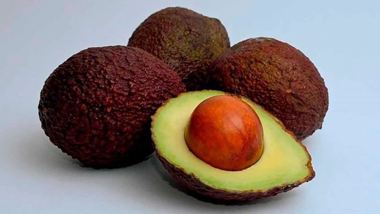 Aguacate Hass se mantiene como uno de los productos agrícolas más relevantes para la economía del país