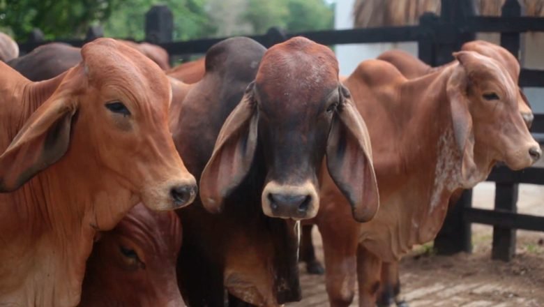 Colombia inició proceso de exportación de carne bovina y bufalina a Estados Unidos y Canadá