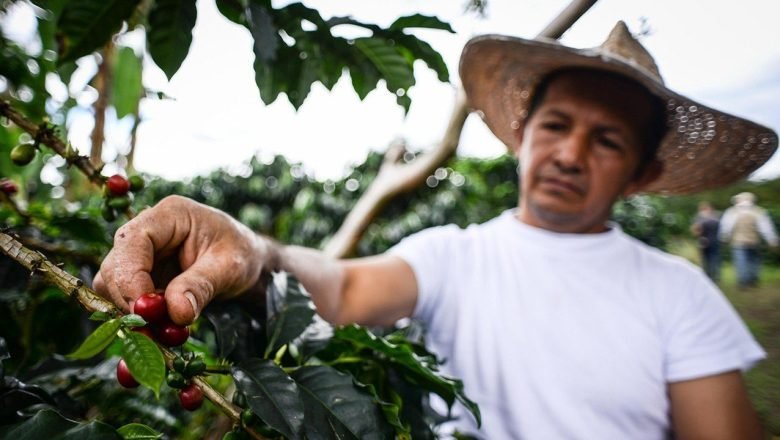 Exportaciones de productos agropecuarios, alimentos y bebidas crecieron 8,7 % en noviembre de 2024: DANE