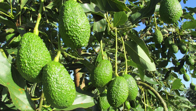 Aguacate Hass colombiano conquista el Super Bowl 2025 con un crecimiento del 350 % en exportaciones