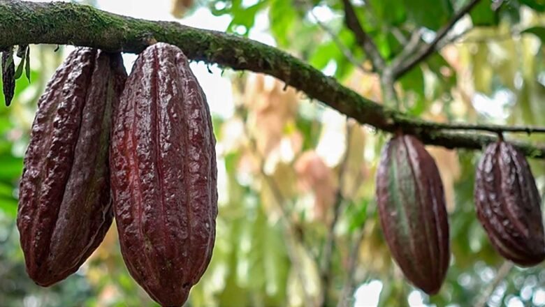 Colombia diversificará la oferta agropecuaria hacia nuevos mercados internacionales