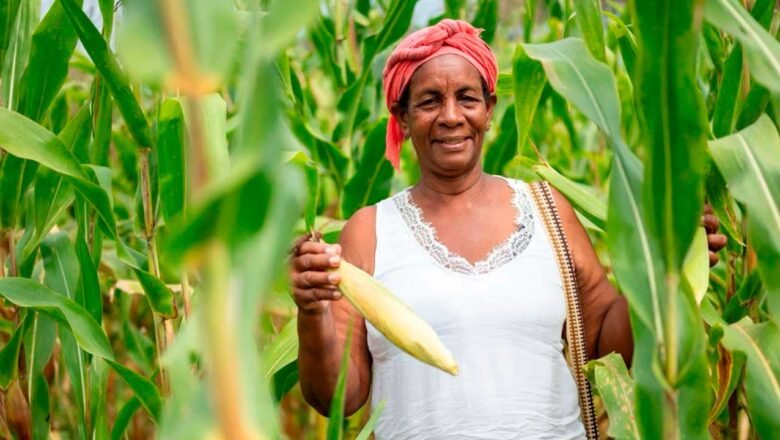 Más de 400 proyectos productivos se postularon al programa Sembrando Vida para fortalecer la Reforma Agraria
