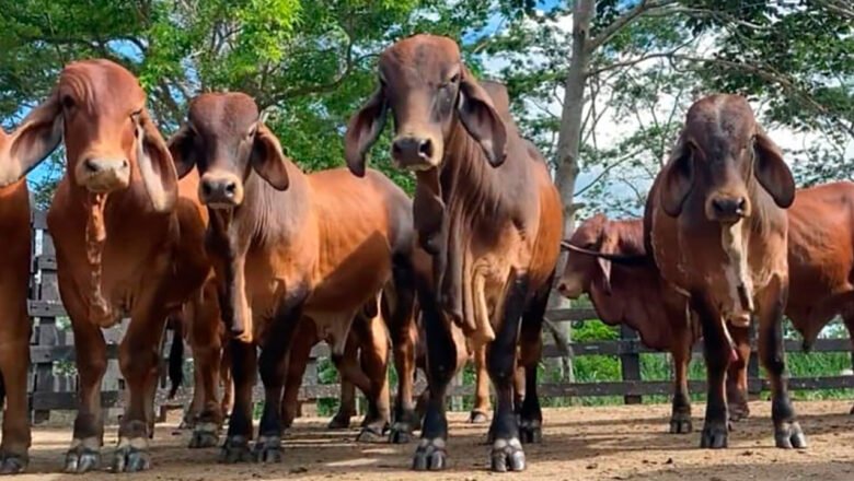 Producción de carne bovina genera más de un millón de empleos en Colombia