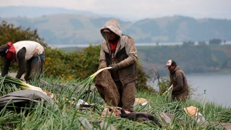 Sector agropecuario produjo 24.000 nuevos empleos en abril de 2025