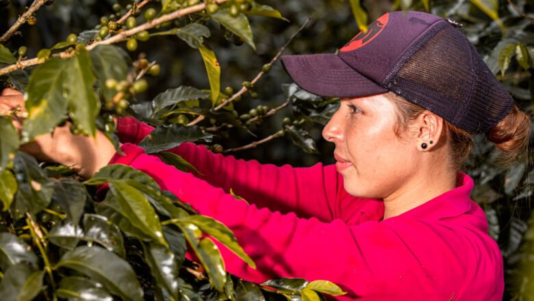 Café, flores y aceite de palma jalonaron exportaciones del agro en abril de 2025
