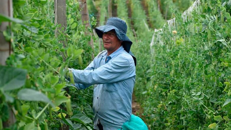 Más de $ 9.000 millones se han invertido en proyectos productivos en los territorios del Acuerdo de Paz