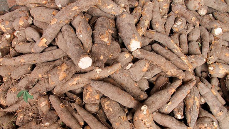 2.500 familias del Cesar conformarán Territorio Campesino Agroalimentario para conservar la soberanía alimentaria