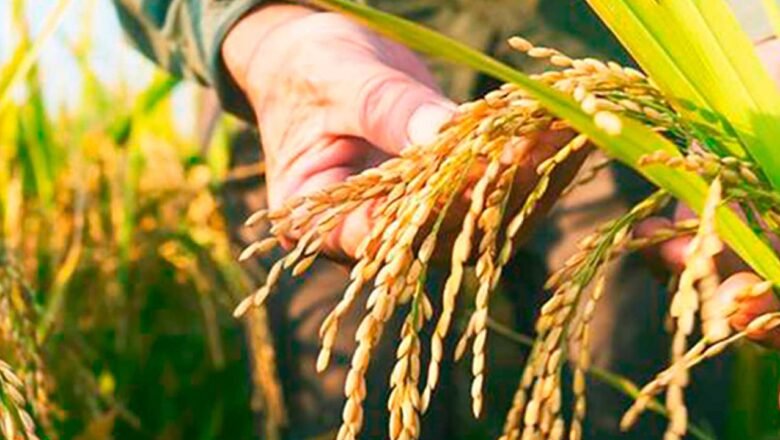 MinAgricultura anuncia mesa de diálogo y negociación con arroceros este lunes