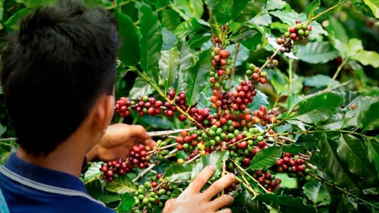 Exportaciones del agro colombiano aumentaron 26,2%