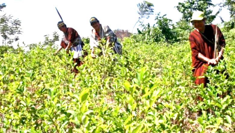 Estados Unidos mantuvo descertificación a Colombia en la lucha contra las drogas