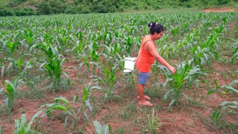 Entregan insumos y materiales agrícolas a familias campesinas de Colosó (Sucre) para fortalecer seguridad alimentaria