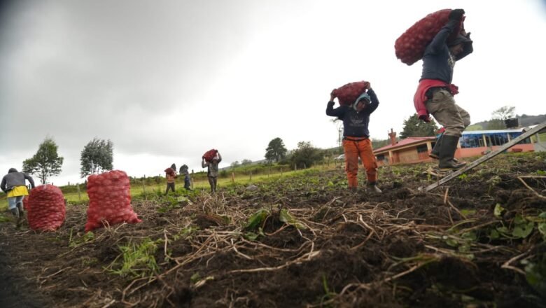 Productores de papa han obtenido condonaciones hasta del 100 % de intereses y 80 % del capital