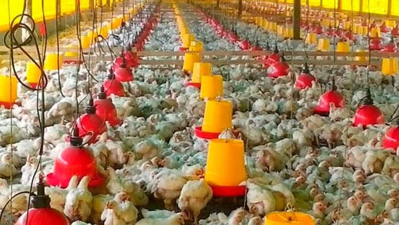 Colombia exporta pollo a Japón con articulación del ICA, Invima y Fenavi