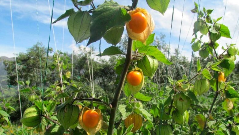 Productores de uchuva se preparan para exportar y fortalecer seguridad alimentaria