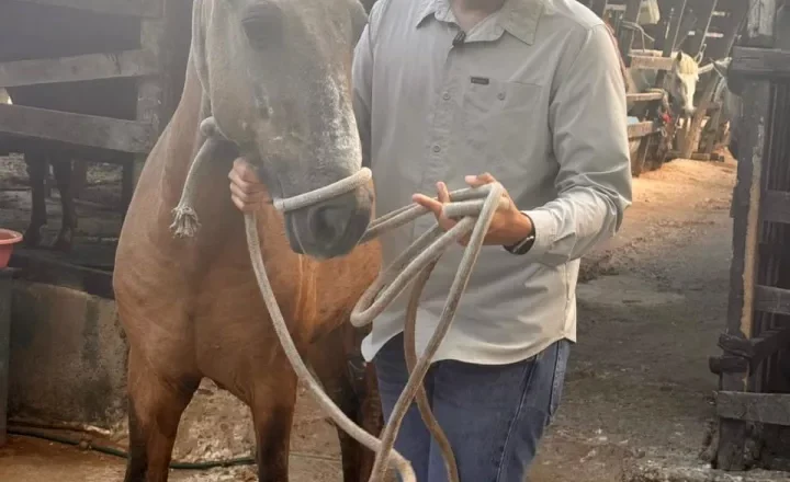 Un nuevo comienzo para los caballos cocheros de Cartagena: Umata recibe primer grupo de equinos para dar inicio a su proceso de adopción