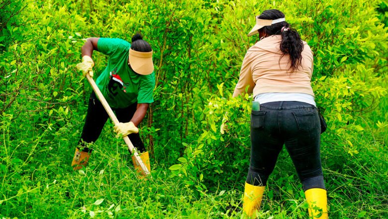 Erradican cultivos de hoja de coca a cambio de predios entregados por la Agencia Nacional de Tierras