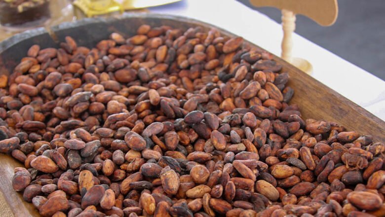 Abierta convocatoria para el Programa Excelencia en Cacao 2027